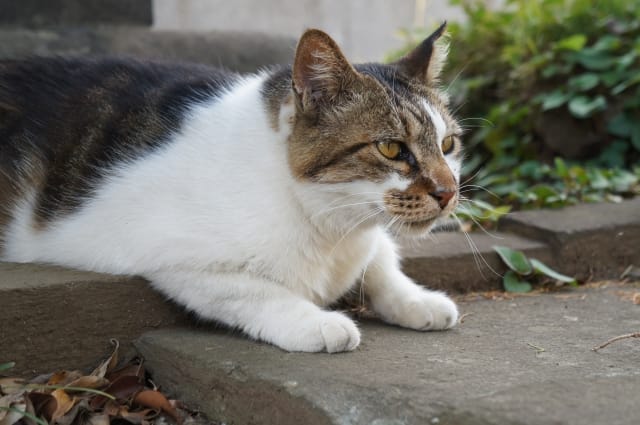 Yanaka Cemetery Cat
