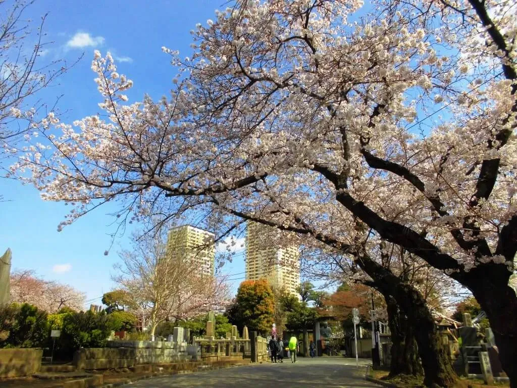 Yanaka Cemetery Sakura