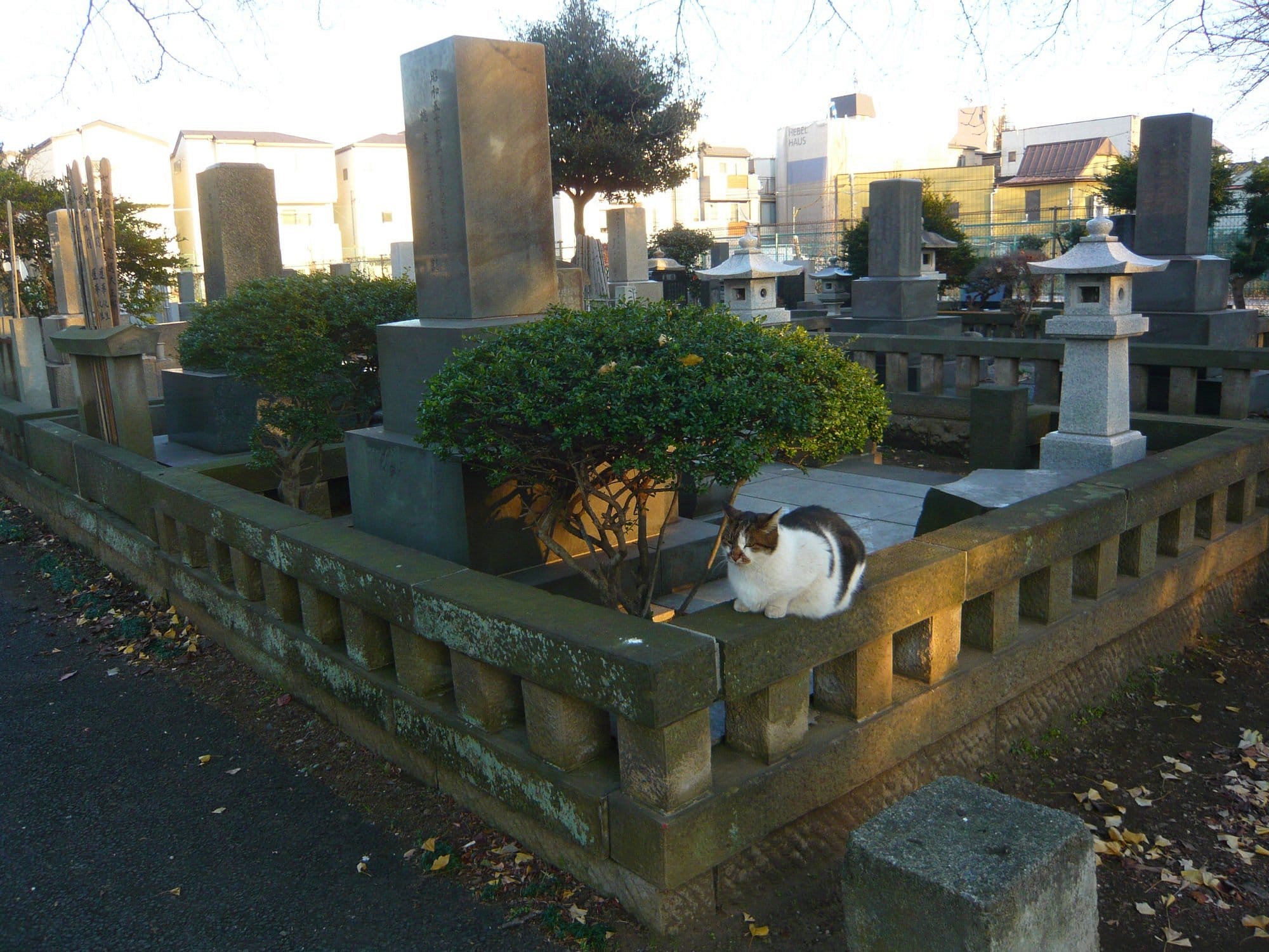 Yanaka Cemetery-cat