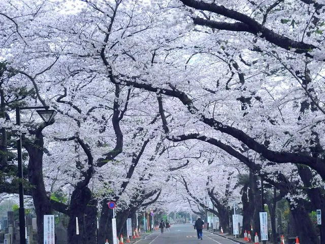 Yanaka Cemetery-sakura