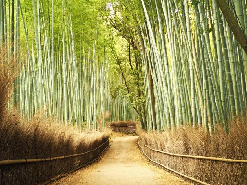 Arashiyama Bamboo Grove