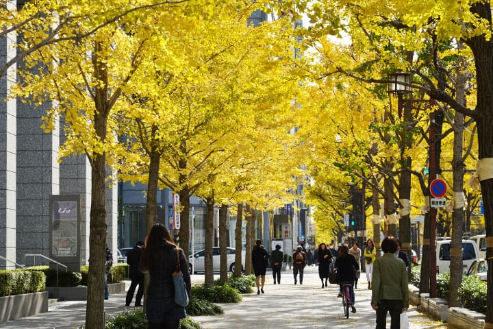 Midosuji Ginkgo Tree-lined Street