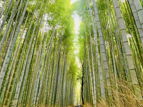 Arashiyama Bamboo Forest