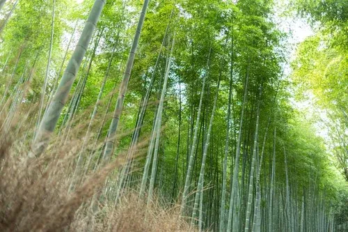 Arashiyama Bamboo Forest