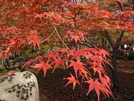 Autumn Foliage