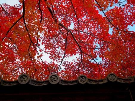 Autumn Foliage in Kyoto