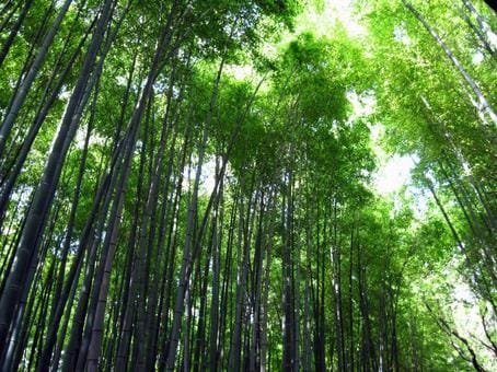 Bamboo Forest