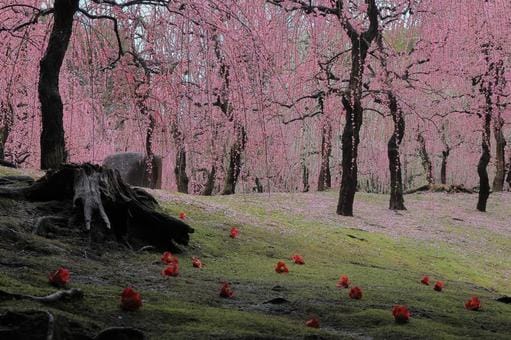 Jonan gu Shrine in Spring