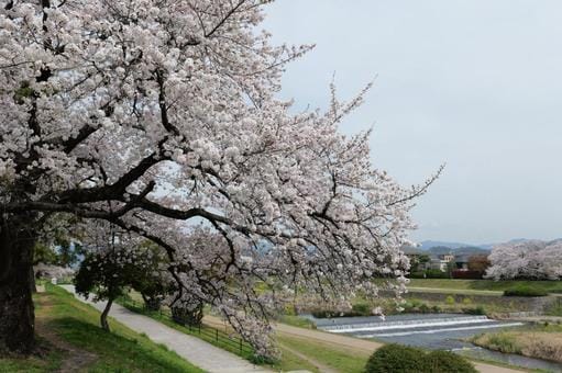 Kamogawa River Sakura