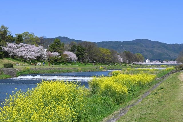 Kamogawa