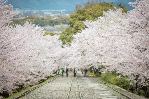 Keage Incline Sakura