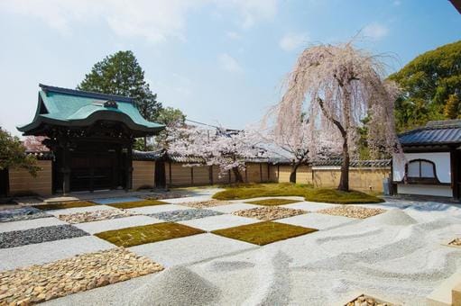 Kodaiji Sakura