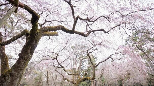 Kyoto Gosho Sakura