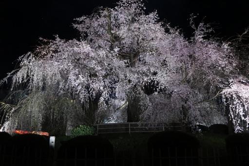 Maruyama Koen Sakura