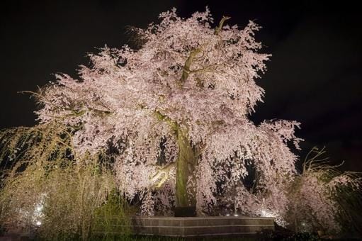 Maruyama Koen Shidare Sakura