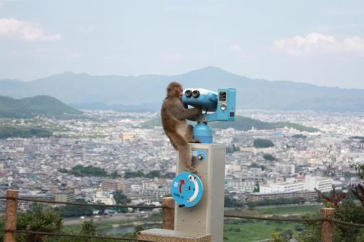 Monkey Park in Arashiyama