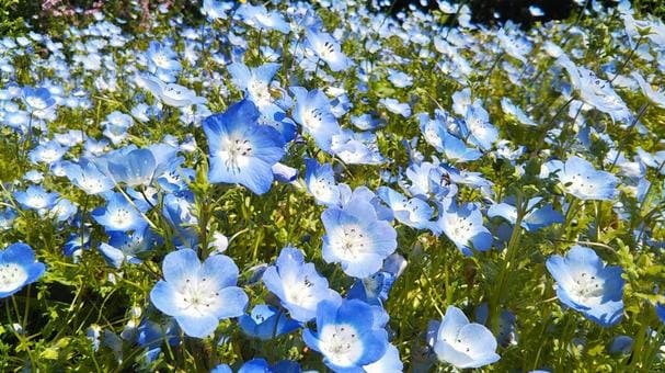 Nemophila