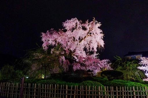 Night Sakura in Kyoto