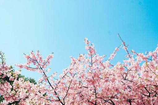 Sakura and the Sky