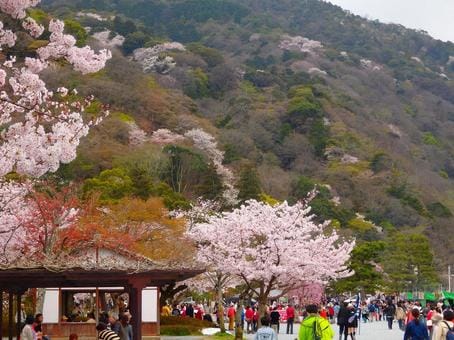 Sakura at Arashiyama