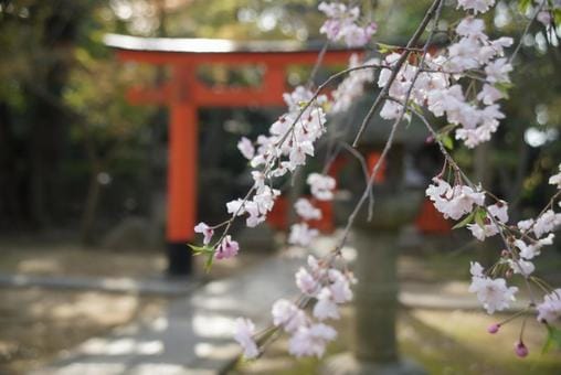 Sakura at Gokounomiya Shrine