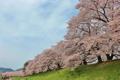 Sewaritei Sakura