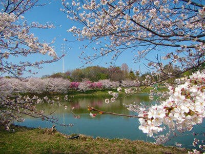 Hana Expo Commemorative Park Tsurumi Ryokuchi