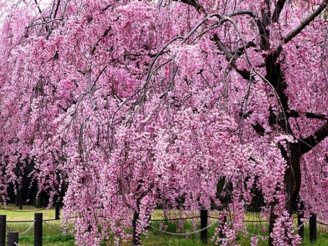 Daisen Park